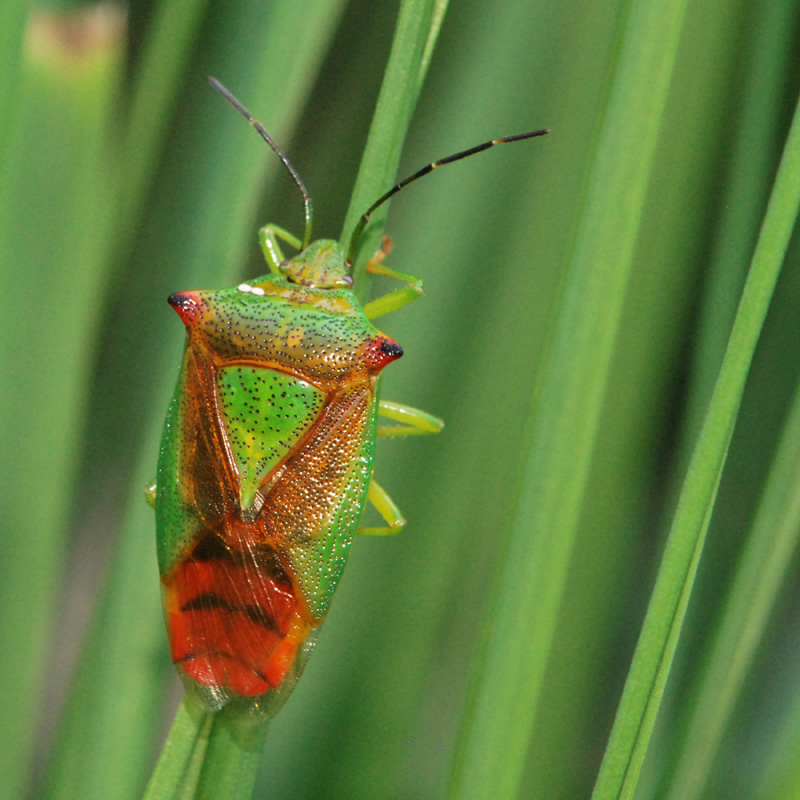 Graphosoma e Acanthosoma